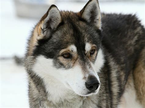 Husky Wolf Mix Good Dog To Own Hubpages