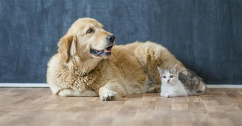 5 Tips For Choosing The Right Pet For You Live Better