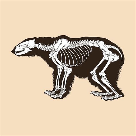 Premium Vector Skeleton Polar Bear Vector Illustration