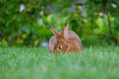 Calm And Sweet Little Brown Rabbit Sitting On Green Grass Stock Image Image Of Meadow