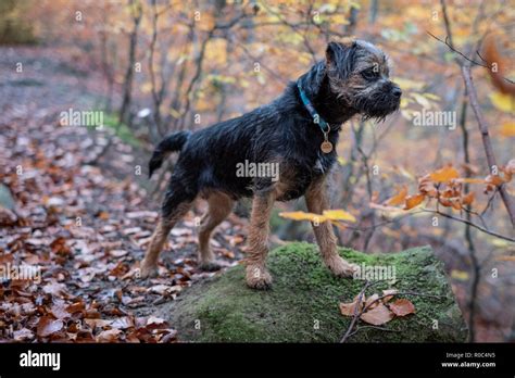 A Blue And Tan Border Terrier Puppy Dog Stock Photo Alamy