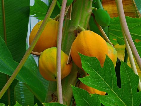 Calorias Do Mamão Formosa