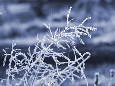 Morning Frost Stock Photo Image Of Twig Cold Chill 5476288