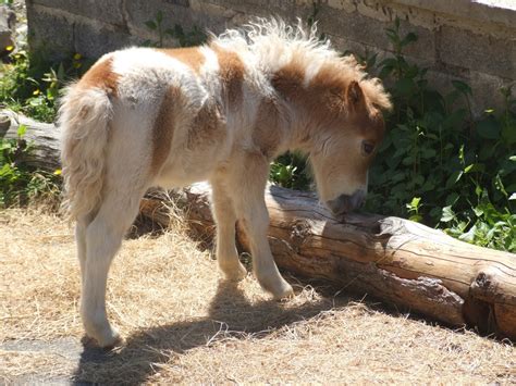 Hericus Miniature Shetland Pony Stud Pictures And News