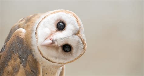 Giving Barn Owls A Nesting Boost Georgia Wildlife Blog