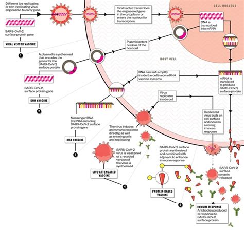 The vaccine had high efficacy at preventing hospitalization and death in people who did get sick. Types of Covid Vaccines and How Soon Can You Get ...
