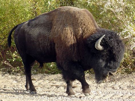 Free Bison Profile Stock Photo - FreeImages.com