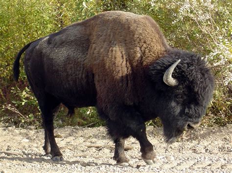 Free Bison Profile Stock Photo