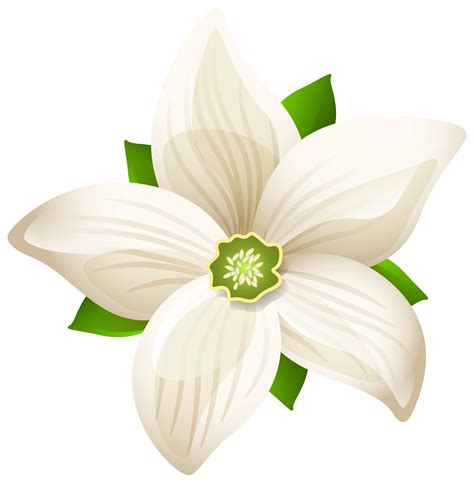 White Flower Clipart Png White Flower Png Transparent Free For