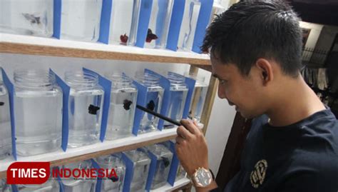 Ia tidak membutuhkan wadah khusus. Usaha Ikan Cupang di Kota Batu Meningkat 200 Persen ...