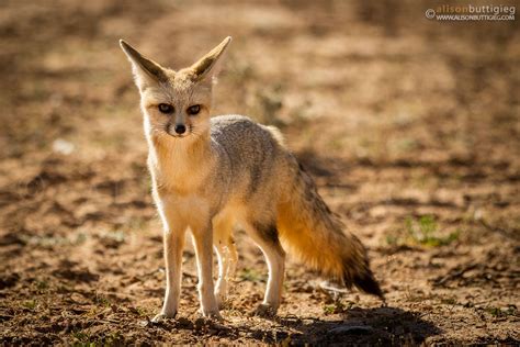 Curious Cape Fox Alison Buttigieg Travel And Photography
