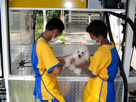 Toko pusat belanja grosir perlengkapan bayi murah. 6 Recommended Pet Salons and Grooming Services in Jakarta ...