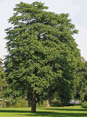 tree of heaven | plant | Britannica