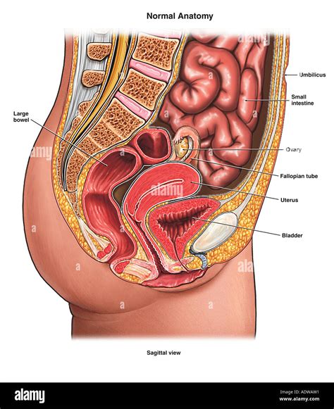 Abdominal Anatomy Pictures Female Female Colon With Abdominal Organs Arterior View Stock Photo