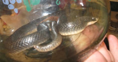 More images for dead snake in yard » Monthly Masterpiece: The Journal of Linda Lawler: Snakes ...