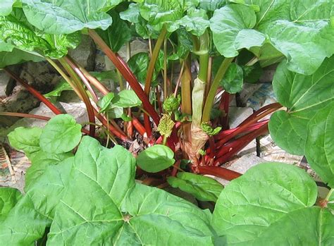 How To Harvest A Rhubarb Plant Without Killing It Alaska Urban Hippie