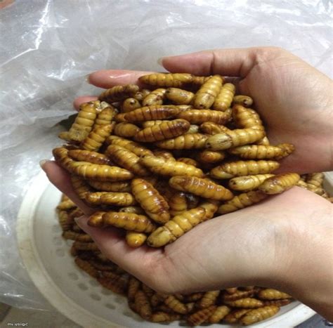 Dried Silkworm Pupae Frozen Silkworm Chrysalissouth Africa Price
