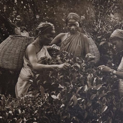Story Of Ceylon Tea Ceylon Tea