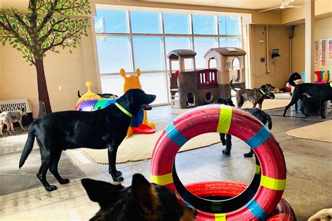Is Doggy Daycare Good For Your Dog