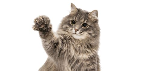 Why Do Cats Shake Their Paws Cat Breeds Faq