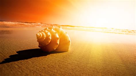 Free Download The Beach Seashells Sunset Hd Desktop Wallpaper Hd