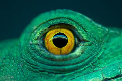 12 Most Unusual Animal Eye