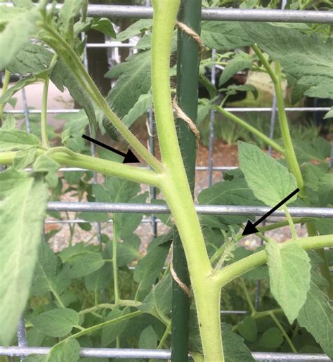 Pruning For Healthier More Productive Tomatoes Nc Cooperative