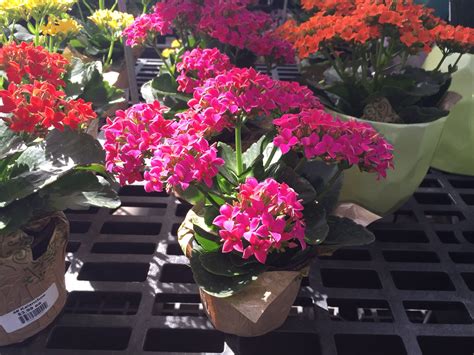 How To Grow Kalanchoes In Your Garden Sc Garden Guru