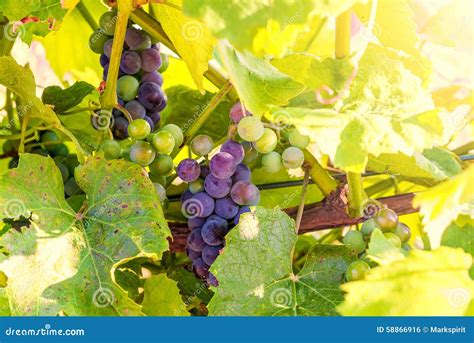 Bunch Of Red Grapes And Vine Leaf Against Green And Yellow Background