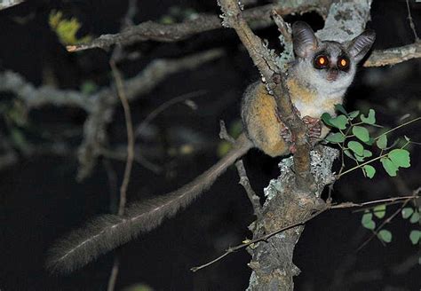 Bush Baby Fun Facts You Need To Know