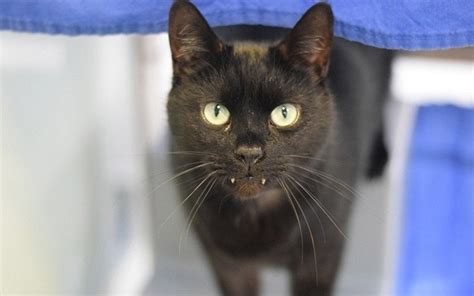 So here's what you need to know about your cat throwing up! No One Will Adopt This Black Cat Who Has Teeth That Looks ...