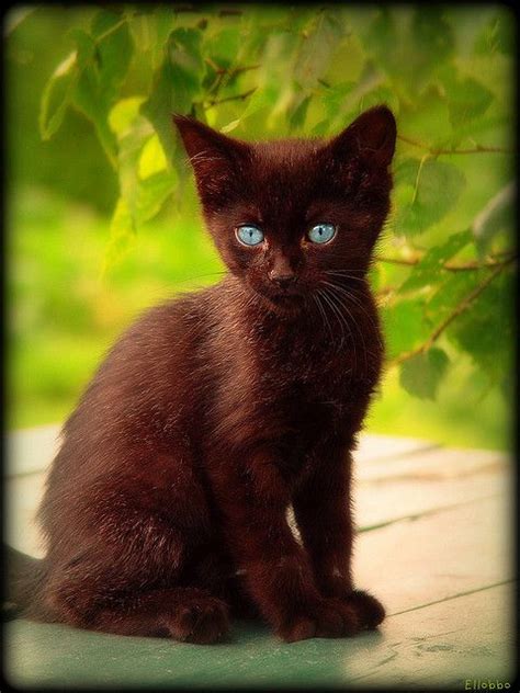 Gorgeous Brown Kitty Brown Cat Cute Animals Crazy Cats