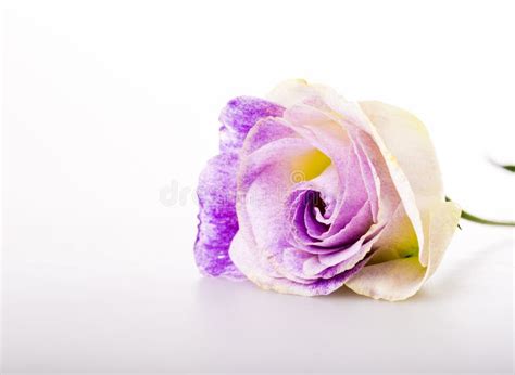 Purple Flower On White Background Stock Image Image Of Color