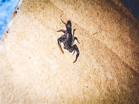 Saw This Tiny Baby Scorpion Is Their Venom Dangerous When Theyre