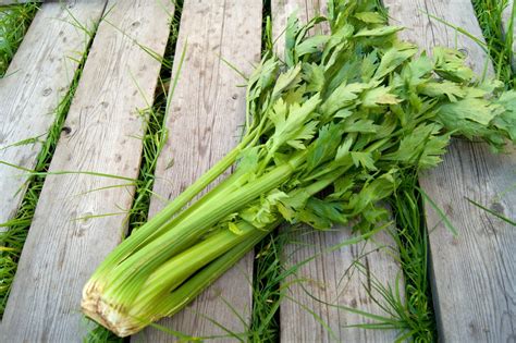 Harvesting Celery Top Tips On How And When