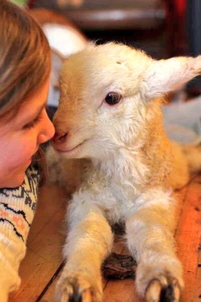 We don't need to kill #animals and eat their flesh. Humans thrive on a