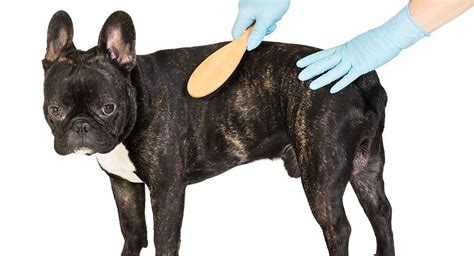 What causes a dog to shed excessively? Do French Bulldogs Shed? Will Your New Pup Make A Mess?