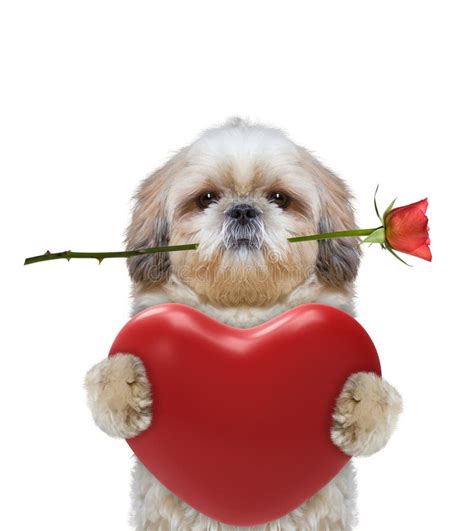 Chien Mignon De Valentine En Verres Avec Le Coeur Image Stock Image