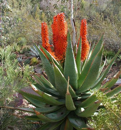 It seems people don't mistake aloe vera for a cactus check to make sure that the cactus plant you are having a hard time identifying isn't an echeveria. L' Aloe ferox « Aloe Vera Bio