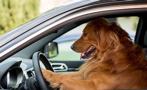 Dog Driving In Car Stock Photos Pictures And Royalty Free Images Istock