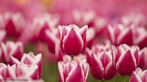 Descargar Gratis Tulipán Tulipanes Flores Flor Fondos De Escritorio
