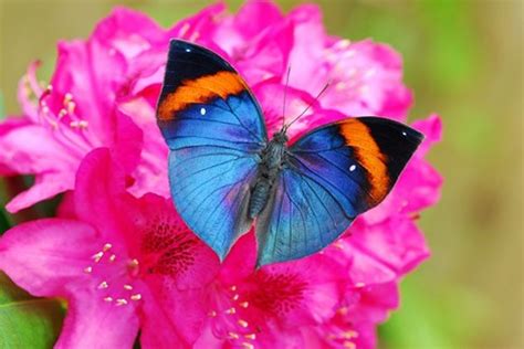 Mit unserer fotoshow ist das ganz leicht. Schloss Sayn Garten der Schmetterlinge - Wählen Sie unter ...