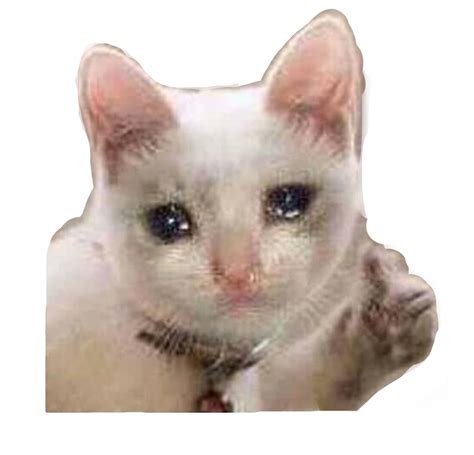 Sad Cat Meme Mood Sniffles Sticker By Camrynglasgow