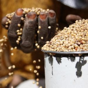 This building block explains the meaning of the food security concept. Food insecurity: southern Africa's silent crisis - ISS Africa