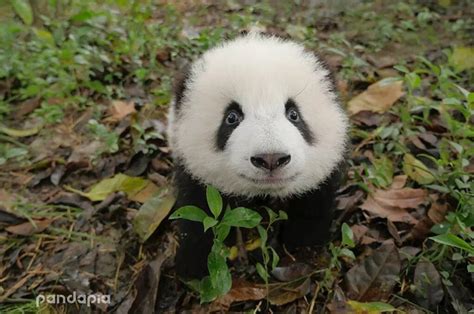 Cute Panda Cub Qi Yi Giant Panda Channel
