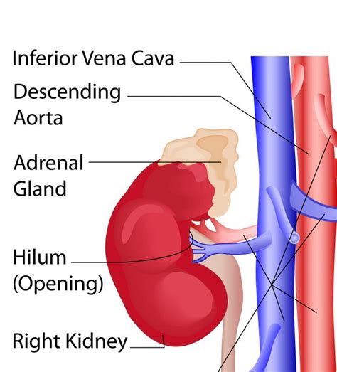 What Is The Function Of The Vena Cava With Pictures
