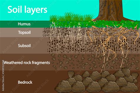 Fototapeta Soil Layers Diagram For Layer Of Soil Soil Layer Scheme