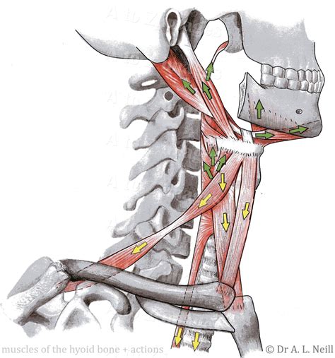 Amanda's A to Z Medical Pocket Books | A to Z of Skeletal ...