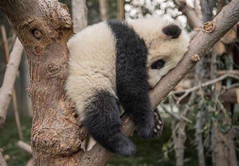 Sleepy Animals And Pets Funny Animals Baby Pandas Giant Pandas