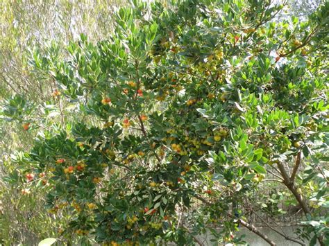The fruit of the strawberry tree is more popular with birds than people and is a good food source for birds in winter. Strawberry Tree: Pictures, photos, images, facts on the ...